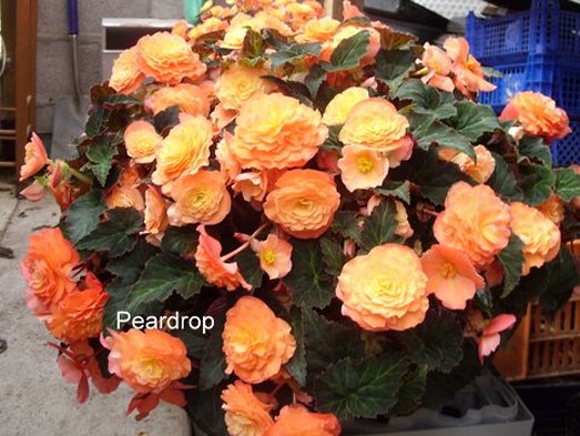 B. ‘Peardrop’